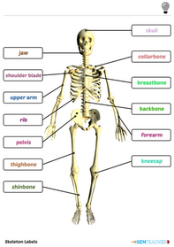 Print Tool: Skeleton Labels